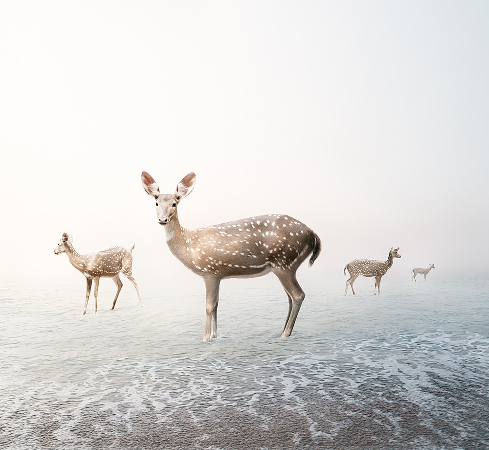 Alice Zilberberg artwork