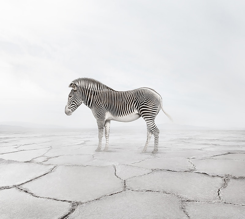 Alice Zilberberg artwork